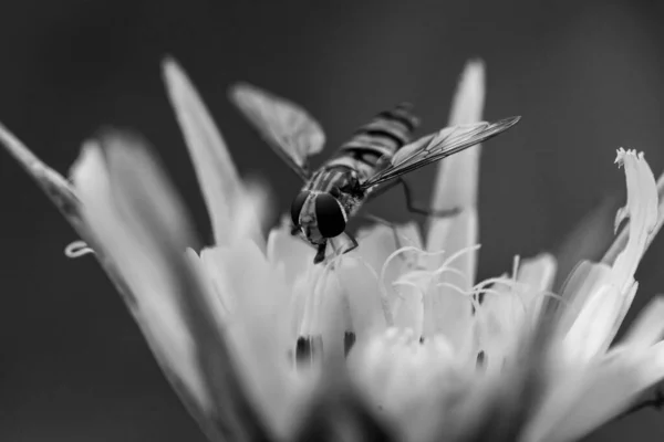 Ein Schwarz Weiß Foto Einer Wespe Auf Einer Blume — Stockfoto