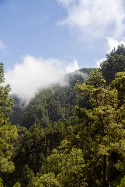 Облака Зеленых Лесах Горе — стоковое фото