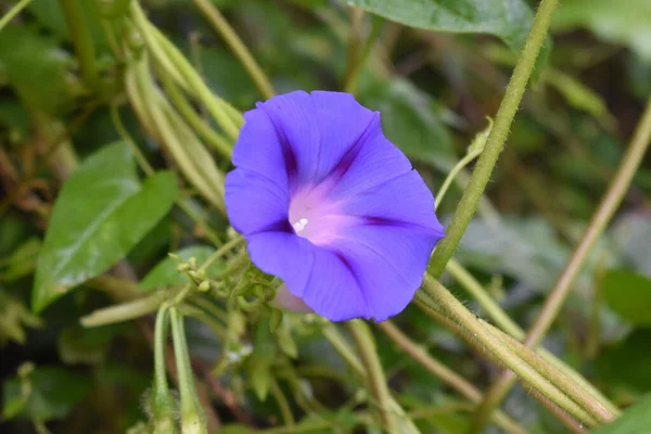 Primer Plano Una Delicada Flor Común Gloria Matutina Floreciendo Jardín — Foto de Stock