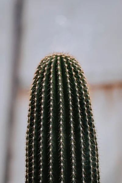 Primer Plano Cactus Saguaro Dorado Fondo Borroso —  Fotos de Stock