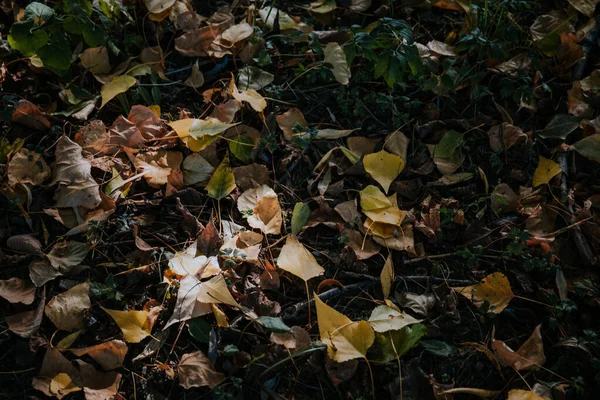 Detailní Záběr Podzimních Listů Spadl Zem — Stock fotografie