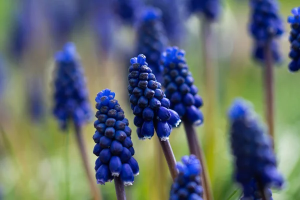 Montón Jacintos Uva Prado Plantas Azules Prado Verde Con Enfoque —  Fotos de Stock