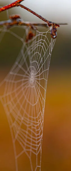 Gros Plan Une Toile Araignée Avec Des Gouttes Rosée Suspendues — Photo