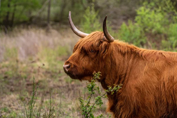 一头棕色公牛在农田里的特写镜头 — 图库照片
