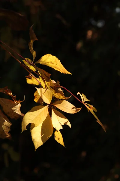 Gros Plan Feuilles Jaunes Automne Dans Jardin Pendant Journée — Photo