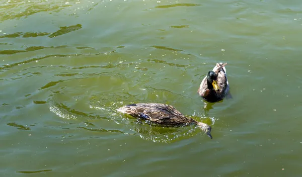 两只野鸭在绿水里 — 图库照片