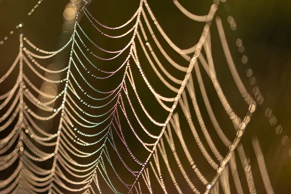 有阳光下露珠的蜘蛛网的特写 — 图库照片