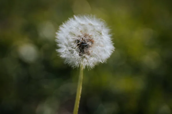 Bulanık Bir Arkaplanda Çiçek Açan Bir Karahindibanın Seçici Odak Noktası — Stok fotoğraf