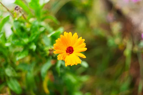 Enfoque Selectivo Una Flor Caléndula Amarilla Aire Libre Durante Día —  Fotos de Stock