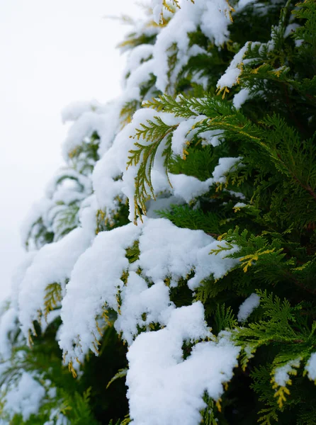 针叶树被雪轻柔地覆盖着 冬季和降雪的概念 — 图库照片
