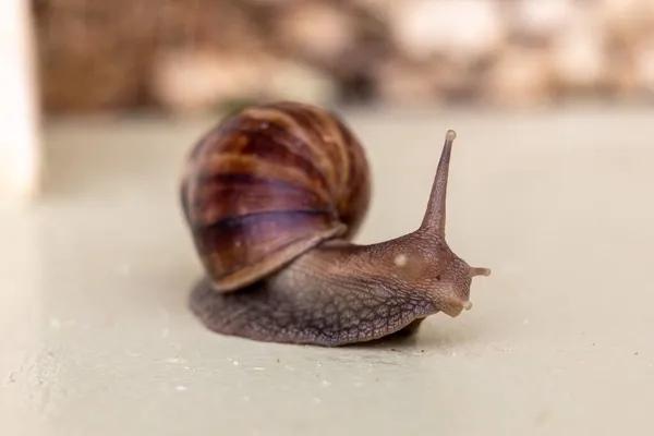 Plan Rapproché Escargot Rampant Sur Une Surface Béton — Photo