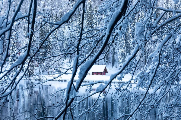 Дом Посреди Замерзшего Леса — стоковое фото