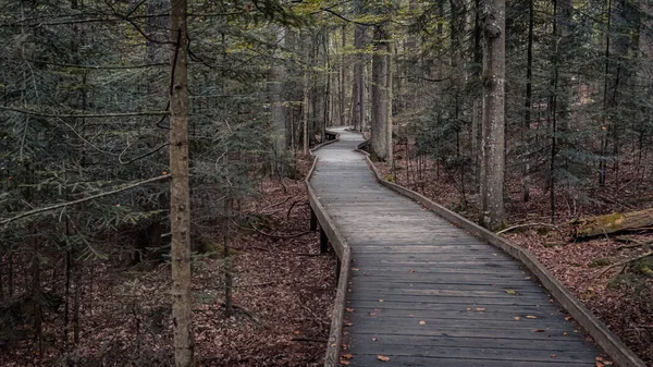 木々や紅葉に覆われた森の中の木道 — ストック写真