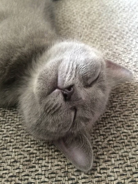 Tiro Close Gato Cinza Bonito Deitado Sorrindo Com Olhos Fechados — Fotografia de Stock