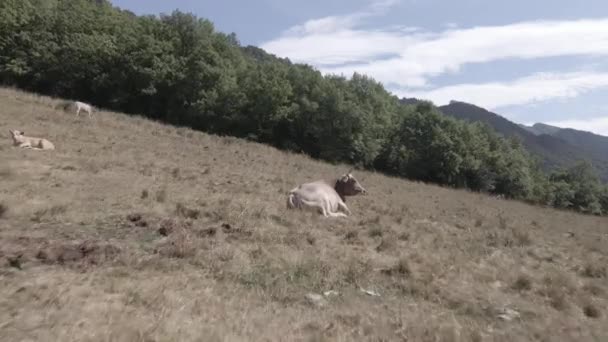 Tiro Seletivo Vertical Uma Cabra Montanha Com Campo Verde Sob — Vídeo de Stock