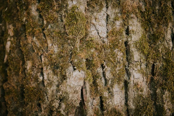 Detailní Záběr Mechu Rostoucího Povrchu Stromu — Stock fotografie