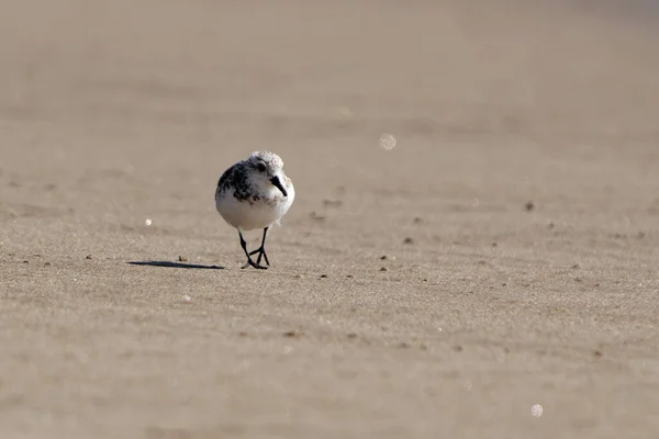 Een Ondiepe Scherpstelopname Van Een Beetje Alleen Het Zand Zwerven — Stockfoto