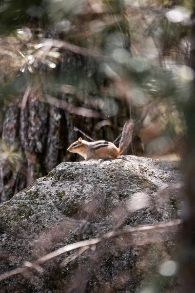Eine Vertikale Aufnahme Eines Streifenhörnchens Auf Einem Großen Felsen Sonnenlicht — Stockfoto