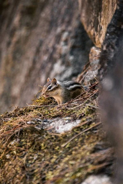 Eine Vertikale Aufnahme Eines Streifenhörnchens Wald Mit Etwas Eis Auf — Stockfoto