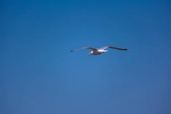 Ένας Λευκός Γλάρος Που Πετά Στον Γαλάζιο Ουρανό — Φωτογραφία Αρχείου