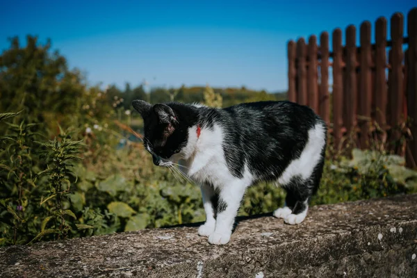 Foco Seletivo Gato Com Colar Vermelho Andando Uma Superfície Concreto — Fotografia de Stock