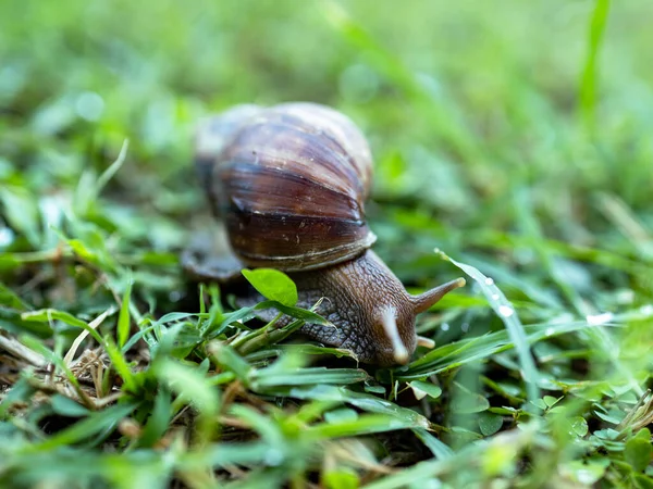 一只蜗牛爬行在绿草上的特写镜头 — 图库照片