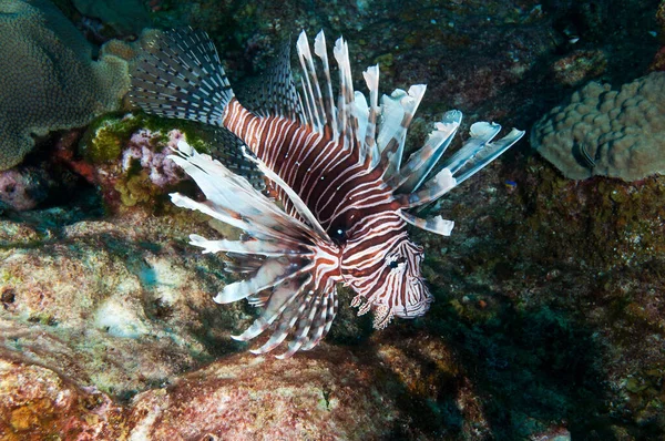 Bellissimo Pesce Leone Sopra Coralli Sott Acqua — Foto Stock