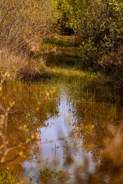 Sonbahar Ormanındaki Bir Kanalın Dikey Görüntüsü — Stok fotoğraf
