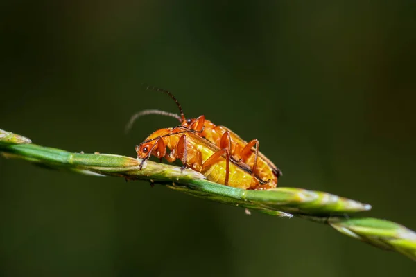 Έντομα Ζευγαρώνουν Φυτικό Στέλεχος Θολή Φύση — Φωτογραφία Αρχείου