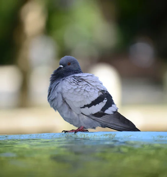 噴水で鳩が水を飲んで遊んでいるシーン — ストック写真