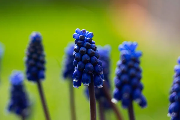 Montón Jacintos Uva Prado Plantas Azules Prado Verde Con Enfoque —  Fotos de Stock