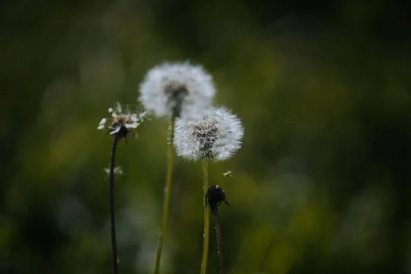 Ett Selektivt Fokus Maskrosor Blommande Växter Frön Mot Suddig Bakgrund — Stockfoto