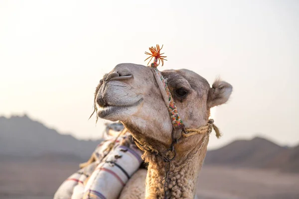 Nahaufnahme Des Kopfes Eines Kamels — Stockfoto