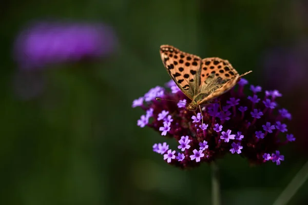 Shallow Focus Shot Argynnis Butterfly Sitting Verbena Flower — Stock Photo, Image