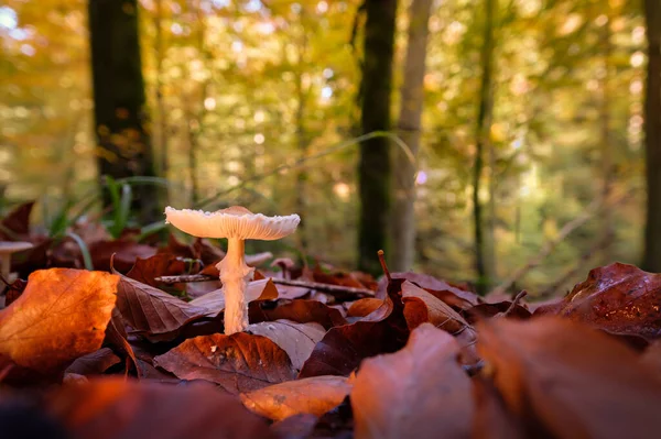 Gros Plan Beau Champignon Lamellaire Blanc Automne Dans Forêt — Photo