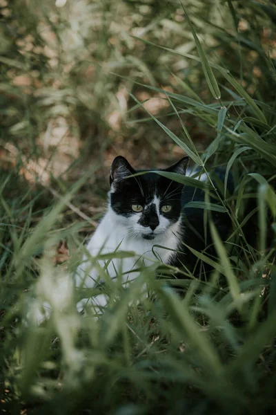 Roztomilá Černá Bílá Kočka Červeným Límečkem Ležící Trávníku — Stock fotografie