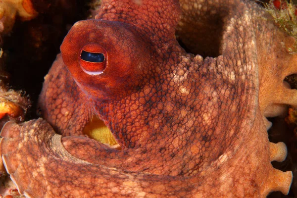 Κοντινό Πλάνο Ενός Κοινού Χταποδιού Octopus Vulgaris — Φωτογραφία Αρχείου