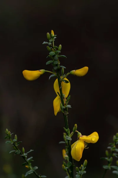 背景がぼやけている黄色の花の垂直ショット — ストック写真