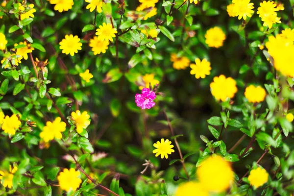 Primer Plano Una Flor Rosa Rodeada Pequeñas Flores Hojas Amarillas —  Fotos de Stock