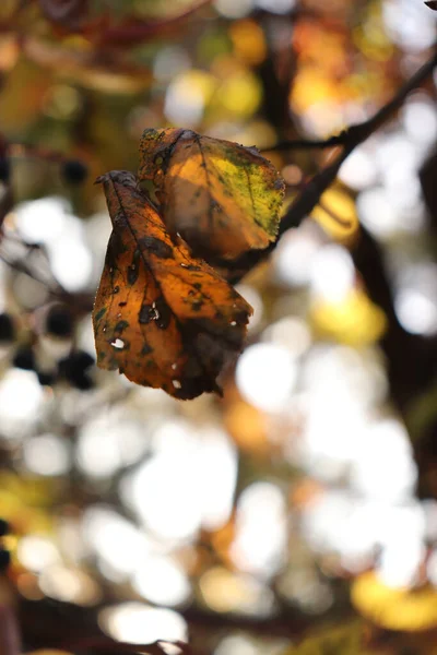 Eine Nahaufnahme Von Herbstblättern Auf Hellem Verschwommenem Hintergrund — Stockfoto