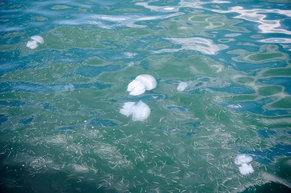 Primer Plano Medusas Una Escuela Peces Nadando Mar Bajo Luz —  Fotos de Stock