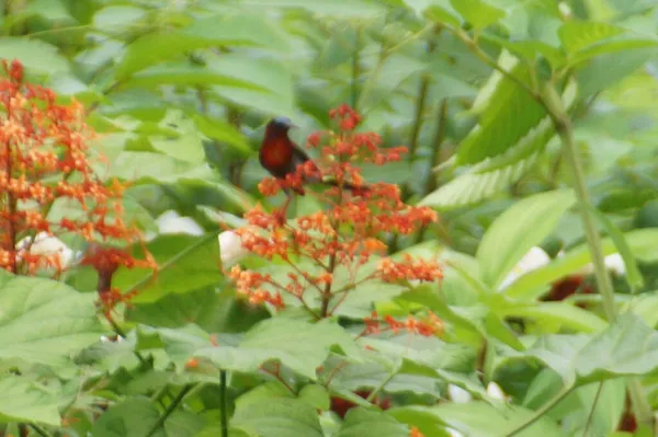Птах Стоїть Квітці Клеродендрум Панікатум Росте Саду — стокове фото