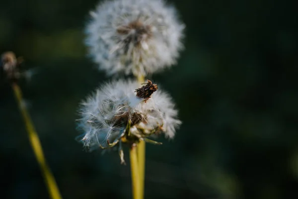 Ett Selektivt Fokus Maskrosor Blommande Växter Frön Mot Suddig Bakgrund — Stockfoto