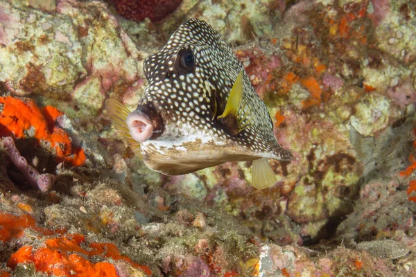 Trunkfish Liso Sobre Corais Subaquáticos — Fotografia de Stock