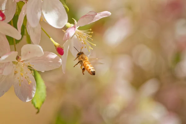 Eine Biene Sammelt Pollen Von Einer Apfelblüte — Stockfoto