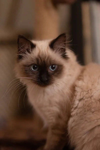 一只毛茸茸的伯曼猫的肖像 长着大大的表达的眼睛 — 图库照片