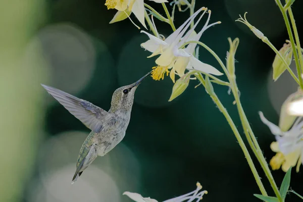 Colibrì Femminile Costa Che Sorvola Fiore Impollina — Foto Stock