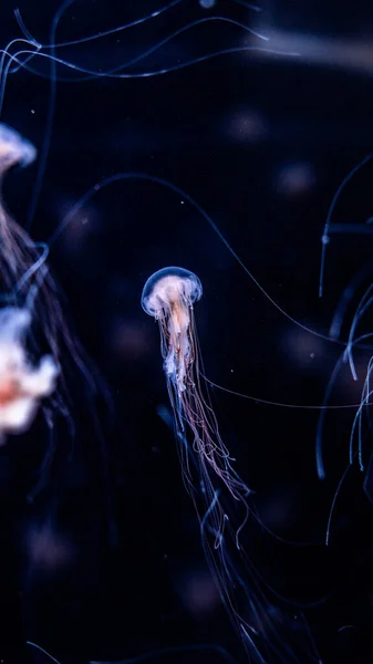 Wild jellyfish in huge aquarium in Prague