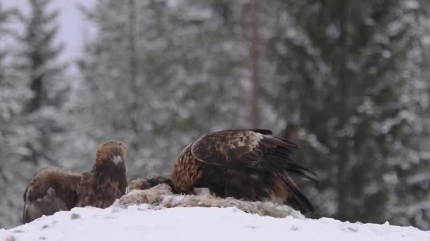 Aquila Calva Che Vola Nella Neve — Video Stock