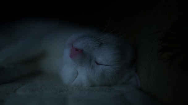Primer Plano Durmiendo Gato Doméstico — Vídeos de Stock